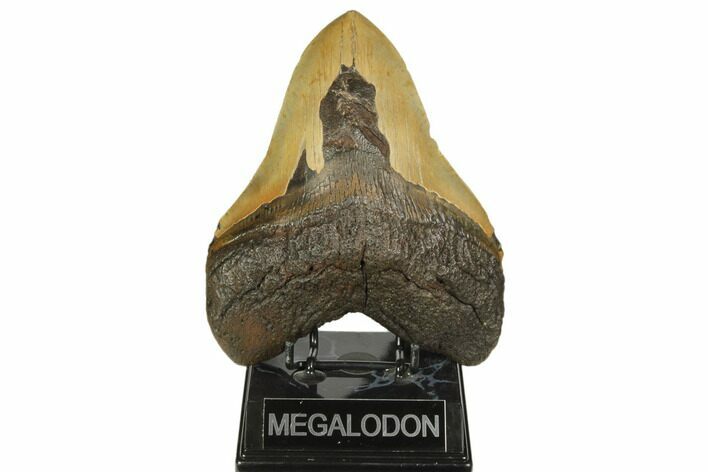 Serrated, Fossil Megalodon Tooth - North Carolina #192468